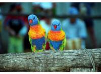 <img200*0:stuff/z/65185/[The%2520Mad%2520Hatter]%2527s%2520Photography/parrot.jpg>